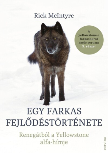 Egy farkas fejlődéstörténete - Renegátból a Yellowstone alfa-hímje